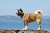 AKITA AMERICAIN 228